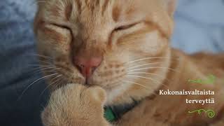 Clinivet Kissanruoka