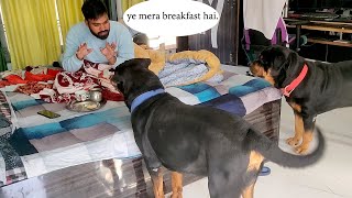 Morning breakfast with my loving pets . by Mr. Bolt 2,739 views 2 years ago 3 minutes, 27 seconds