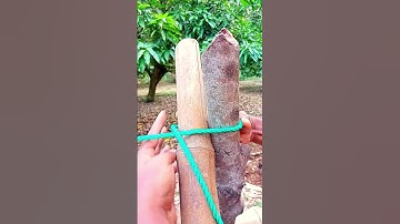 How to easily break two bamboo sticks.  #ropeknot #bamboo #sticks #shorts #shortsvideo # Easily