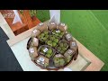 مهرجان التين مهرجان التين