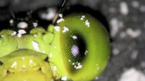 The amazing compound eyes of Hawaiian Damselflies - pseudo pupil technique 1