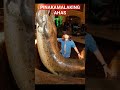 Pinakamalaking Ahas sa buong mundo