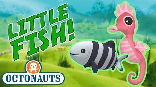 Octonauts - Learn about Little Fish | Cartoons for Kids | Underwater Sea Education
