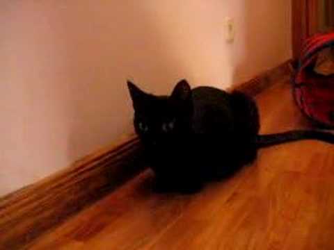 Gata Bufa y gruñe (Angry Cat) - YouTube