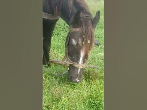 Конь мой конь - YouTube
