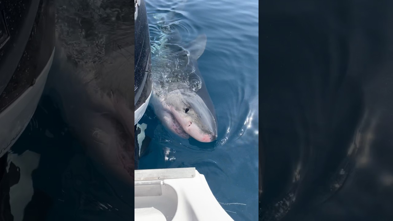 Great White Shark Gulf of Mexico 3/14/24 
