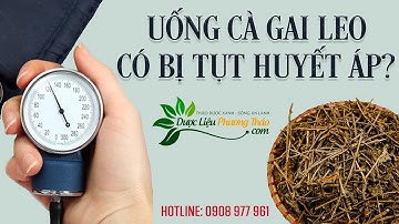 Uống cà gai leo có bị tụt huyết áp không? Người huyết áp thấp dùng có tốt? | Dược Liệu Phương Thảo