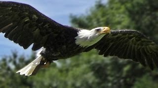 Bald Eagle Slow Motion Flying Display & Close Up  Birds of Prey