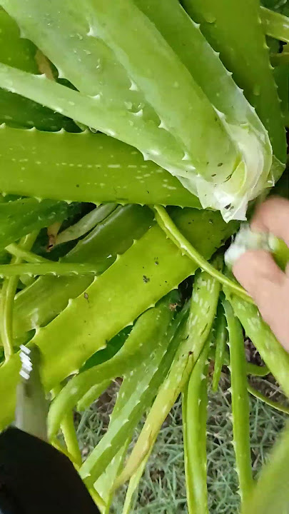 🤣 😂 😆 good Neighbor #aloevera