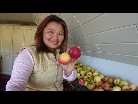 วีดีโอ: วิธีเก็บแอปเปิลในฤดูหนาว