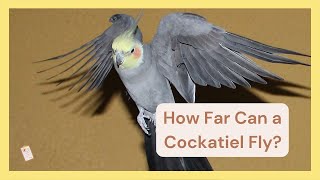 How Far Can a Cockatiel Fly?