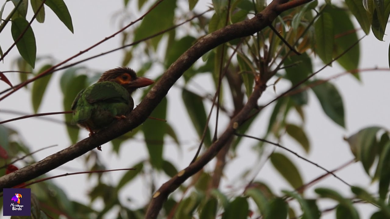Brown Headed Barbet Bird Song and Preening at Dusk | Relaxing Nature Sounds | Wild Birds