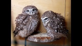 Little Owls can't scratch each other because they have paws.