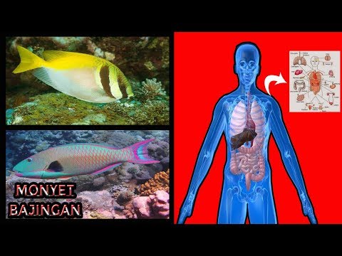 Video: Jenis Ikan Apa, Di Mana Dan Apa Yang Lebih Baik Untuk Dipintal