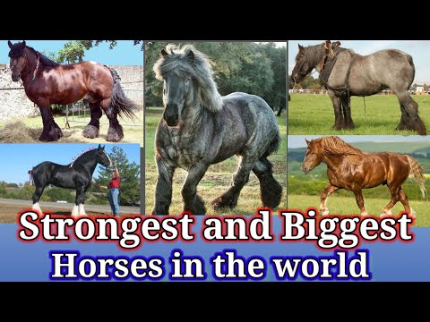 Strongest and biggest