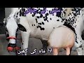 Chulstni Friesen Cross cow for sale _ contact with us on (03054823553) luddencowanimaltv