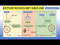 11 ketone bodies metabolism  lipid metabolism11  biochemistry  njoy biochemistry