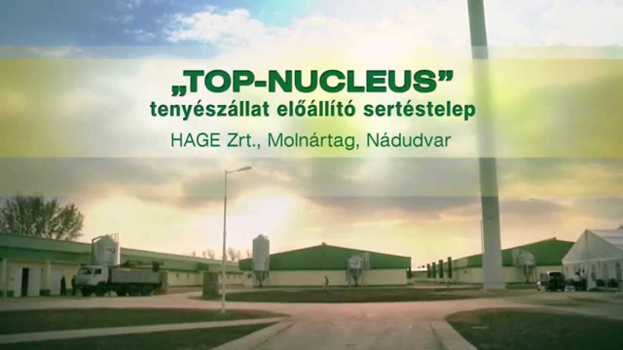 Hage Zrt. tenyészállat előállító sertéstelep - Molnártag, Nádudvar