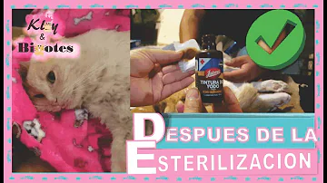 ¿Qué ocurre con las gatas tras la esterilización?