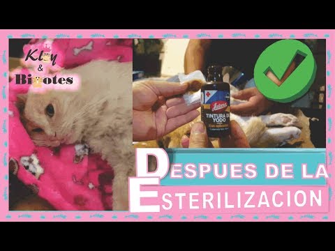 Video: Cuidar A Un Gato Después De Esterilizarlo