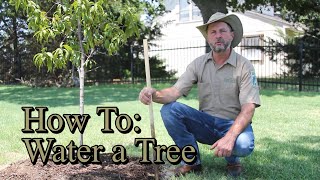 How to Water Your New Tree  Tree Tips #2