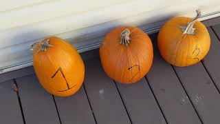 Which Pumpkin Weighs the Most? (Answer)