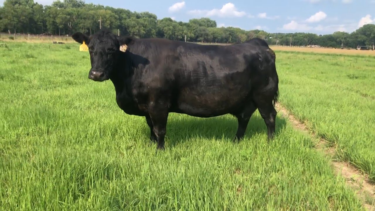 S A V Blackcap May 7306