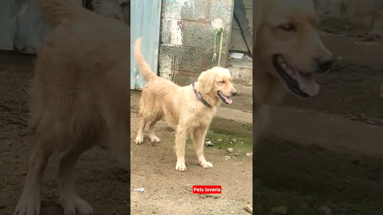 Hairy White Home Security Dog 