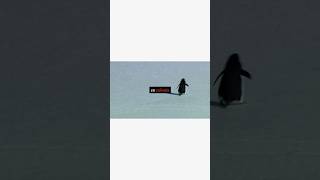 El documental se llama “Encounters at the end of the world” #documental #pingüino #animales