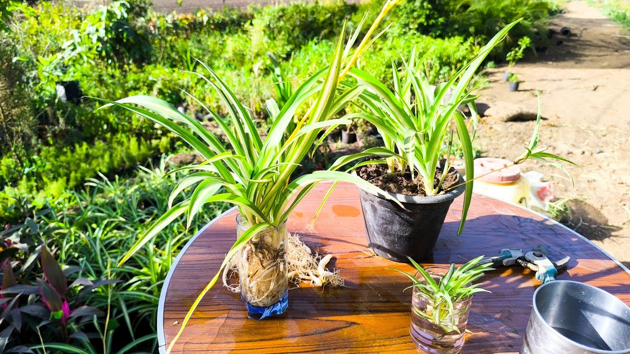 نبات العنكبوت من الاصيص الى الزراعة في الماء .. وفي الحمام وغرفة النوم والمعيشة والبلكونة والشركات