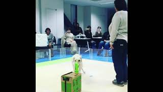 Learning a new behaviour with Do as I Do