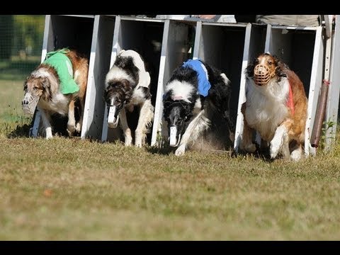 LGRA Borzoi Race 2 200 yard straight 