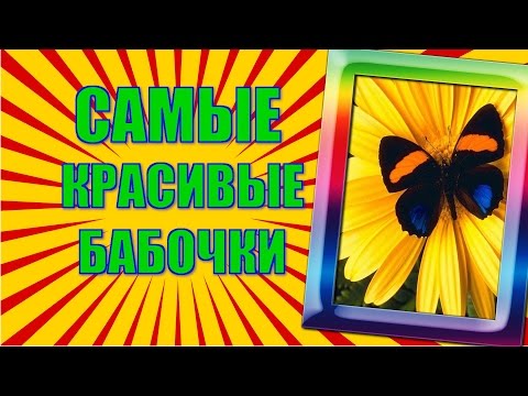 Красивые бабочки видеоролик