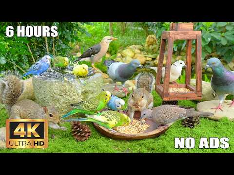 Cat TV for Cats to Watch 😺 Garden Wildlife Ambience 🐦🐿️ Relaxing Birds, Pigeons & Squirrels in 4K