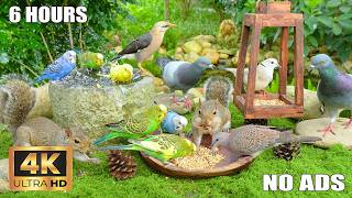 Cat TV for Cats to Watch 😺 Garden Wildlife Ambience 🐦🐿️ Relaxing Birds, Pigeons & Squirrels in 4K