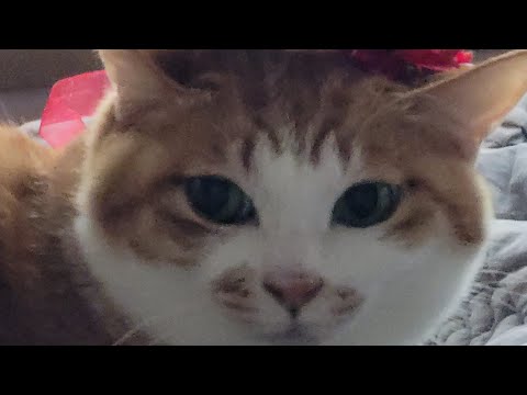 화관을 쓴 고양이 <strong>안뚱땡이</strong>