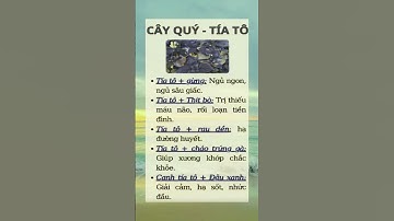 Lợi ích tuyệt vời của Lá TÍA TÔ #chamsocsuckhoe #sứckhỏe #songkhoe