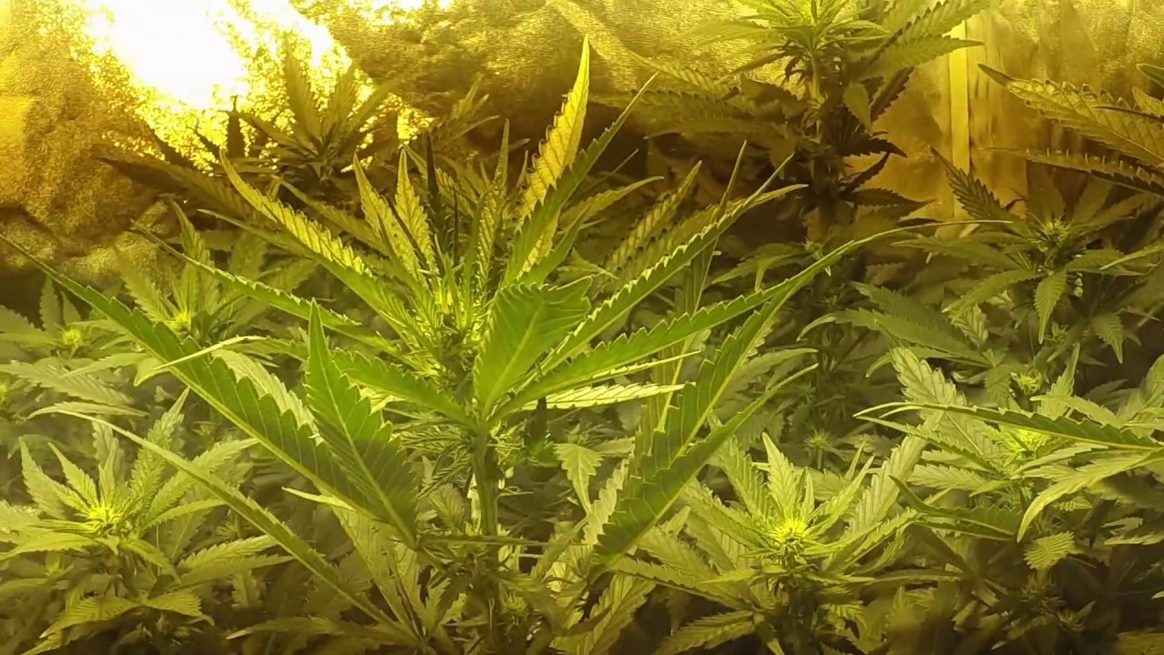 2 Weeks Flowering Aurora Indica + Blueberry Marijuana Plants