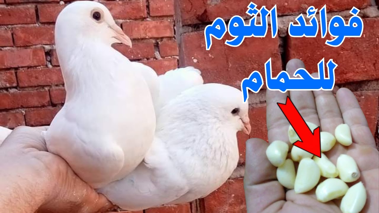 فوائد الثوم للحمام والطيور | وطريقة الاستخدام الصحيحة للمبتدئين👌ابوشام مع الحمام