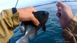 浜名湖 新居海釣り公園 T字堤 周辺 魚釣り系you Tuberまとめサイト Fishing 浜名湖 新居海釣り公園 T字堤 周辺 魚釣り系you Tuberまとめサイト Fishing