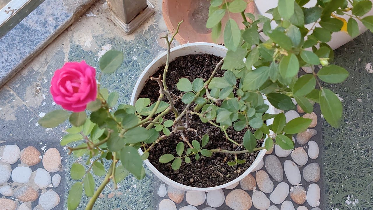 राधे राधे 🫲👈We welcome to my garden please share subscribe support 👈