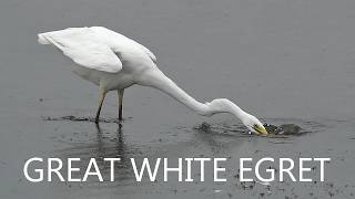 A Day in the Wetlands with a Great White Egret