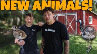 I GOT HIM EIGHT NEW ANIMALS FOR HIS AVIARY!
