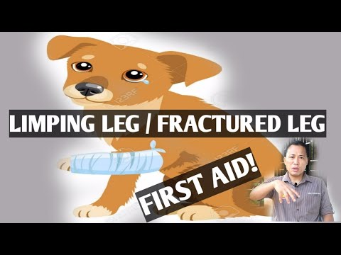 Video: Paano I-Splint ang Broken Leg ng Cat (na may Mga Larawan)