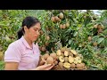 Harvesting sapodilla fruit ripening vinegar goes to the market sell  gardening  tran thi huong