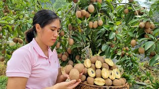 Harvesting Sapodilla Fruit Ripening Vinegar Goes To The Market Sell - Gardening Tran Thi Huong