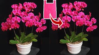DIY Cara Membuat Bunga Anggrek dari Plastik Kresek - How to Make Orchid Flower from Plastic Bag