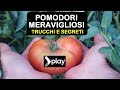 POMODORI MERAVIGLIOSI TRUCCHI E SEGRETI