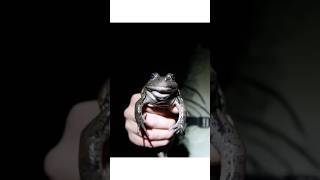 Çernobil kurbağalarının muazzam hayatta kalma stratejisi 🐸 #çernobil ￼