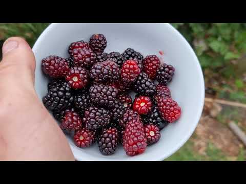 Silvan Berry Harvest